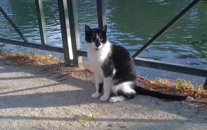 Les plus beaux chats des bords de Marne